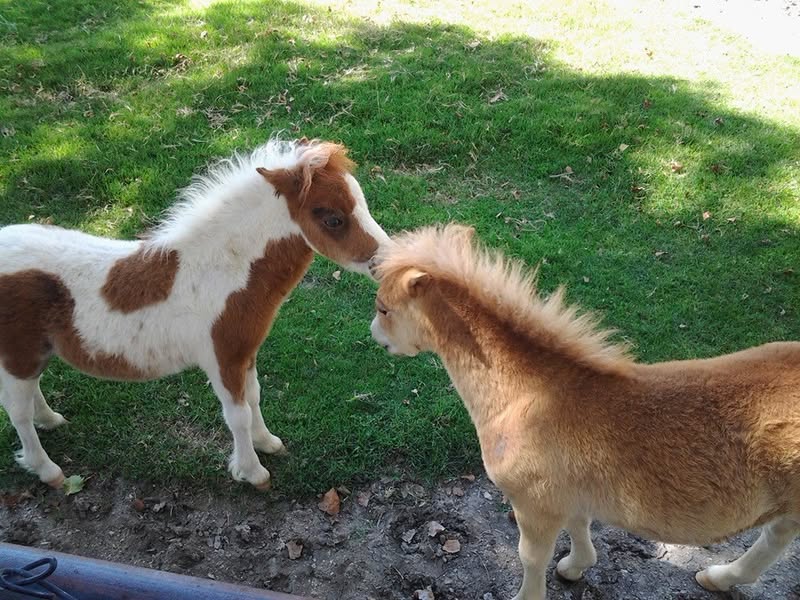 These two are feeling their oats.