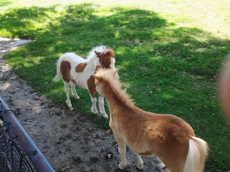 These two are feeling their oats.