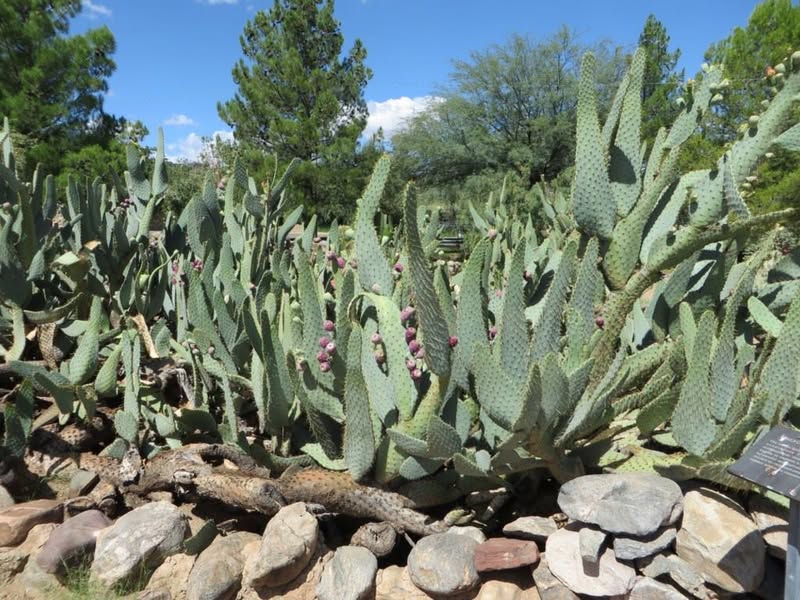 I ride through the Globe/Miami of AZ all the time but never stop for more than a bite to eat or fuel. I needed to take a little break so I decided it would be fun to just check it out without being in a hurry. Here are a few pics from the area.