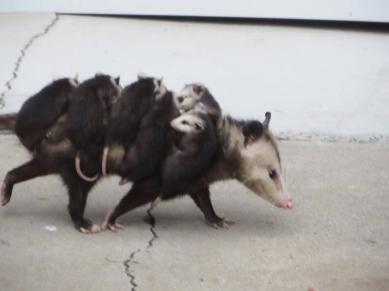 I've seen quite a few things in my life, but I have waited 66 years to see this! My sister and I watched her carry all six of them under a gate that only had 3" of clearance and she didn't lose a one.