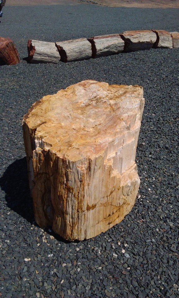 Taking a little side trip through the petrified National Forest on m