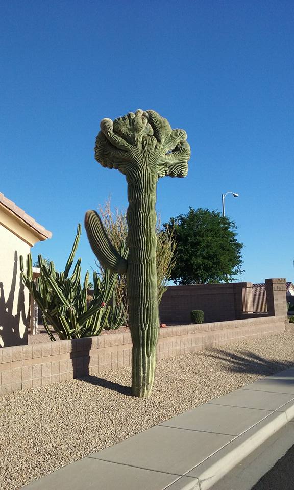 You don't see too many crested sahuaro's. I noticed this on on my wa