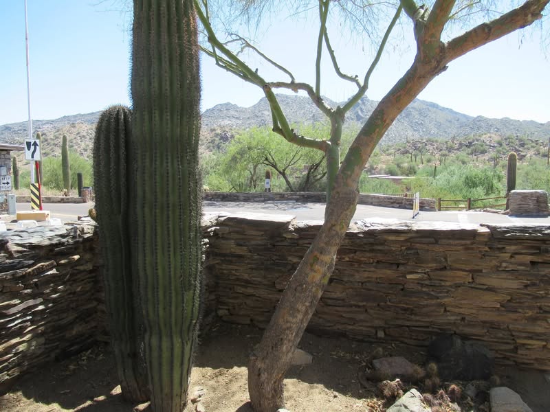 I finally took a day off without actually leaving on a vacation. Fun little ride but it is still pretty warm here, 100* today! This old Trotting track has been here for fifty years and only used for two and a half seasons. It's almost history now. I also rode up to the top of South Mountain  and took a couple pics of the entry area to the park, also known as los banos! :)  I stopped at Ponchos for lunch and was taken to the back room. I never noticed the wall until I was almost ready to leave.
