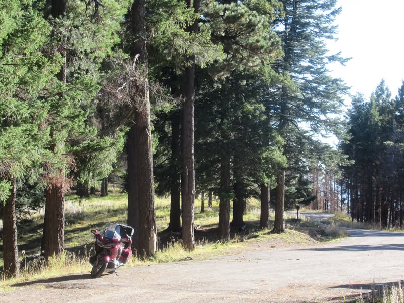I've been riding past Mt. Graham for the past 16 years and always thought it was just a little bump on the desert floor of little significance. A while back while looking at an AZ highway map I noticed there was a road to near the top. As it turns out, the mountain is 10,720' tall and goes from desert cactus to Pine forest. It also went from 83 degrees to 57 degrees.