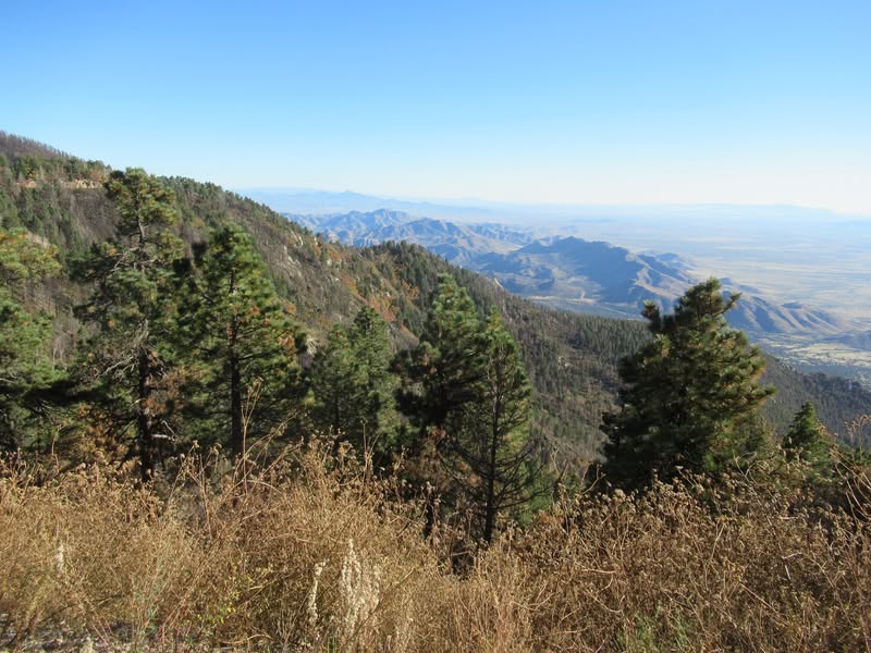 I've been riding past Mt. Graham for the past 16 years and always thought it was just a little bump on the desert floor of little significance. A while back while looking at an AZ highway map I noticed there was a road to near the top. As it turns out, the mountain is 10,720' tall and goes from desert cactus to Pine forest. It also went from 83 degrees to 57 degrees.