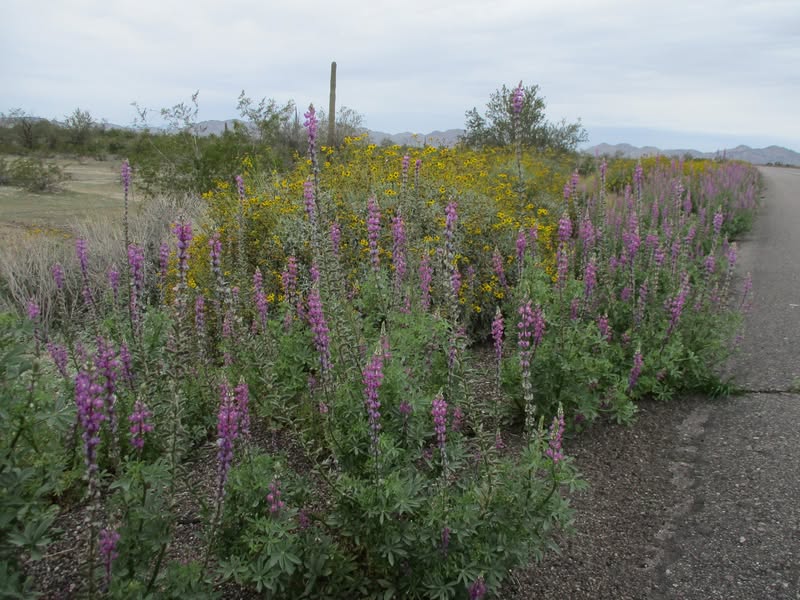 Took a little ride to see if I could find some wildflowers along the