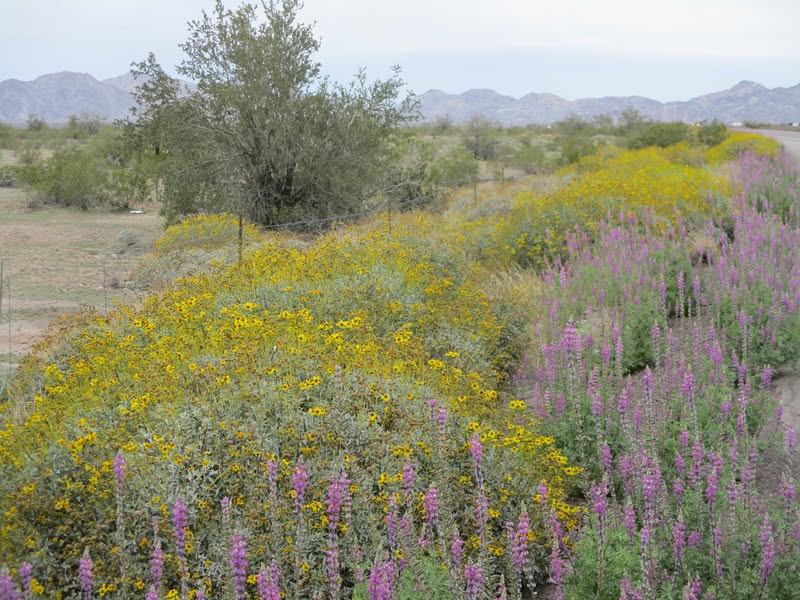 Took a little ride to see if I could find some wildflowers along the way. My buddy said it might be a little early for them. However......