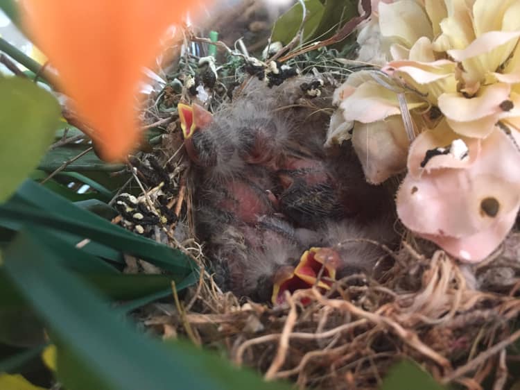 They are a few days old now maybe 4. Their mama chose my wife’s plas
