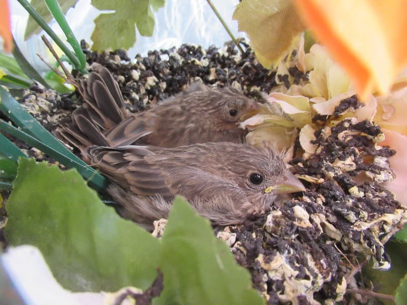 I was gone for four days and when I came home, they had feathers!  B