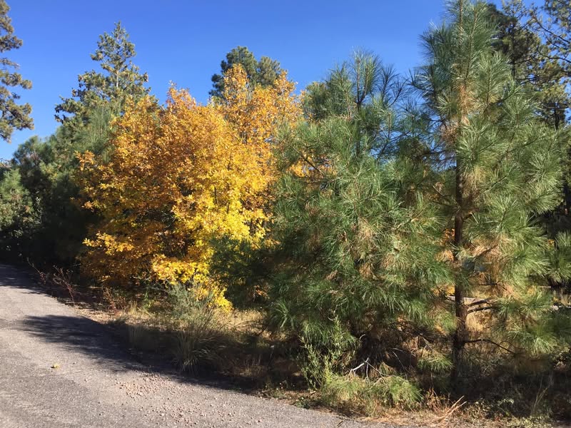 So many of my friends have been posting incredible fall colors latel