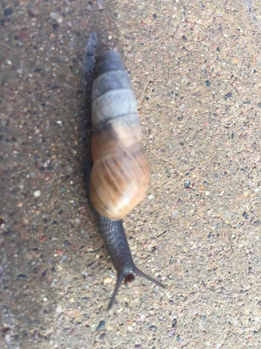 While taking my morning walks I come across these little shells now 