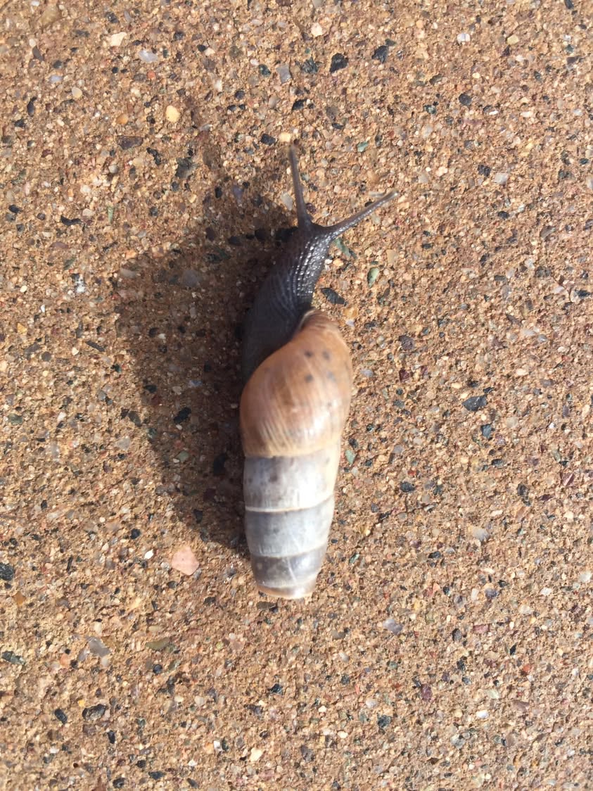While taking my morning walks I come across these little shells now and then and they were always empty. We’ve had three days of rain and today they looked different.