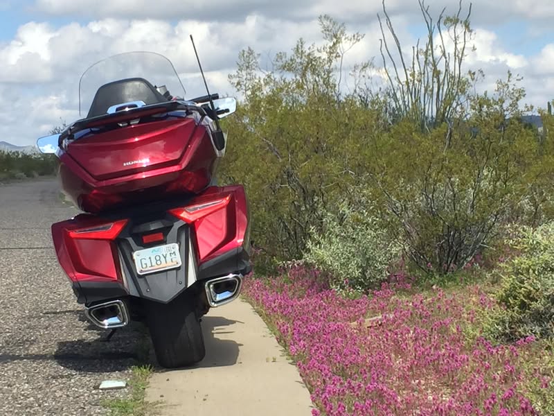 Why would an old man go chasing wildflowers?  Oh yeah, another reaso
