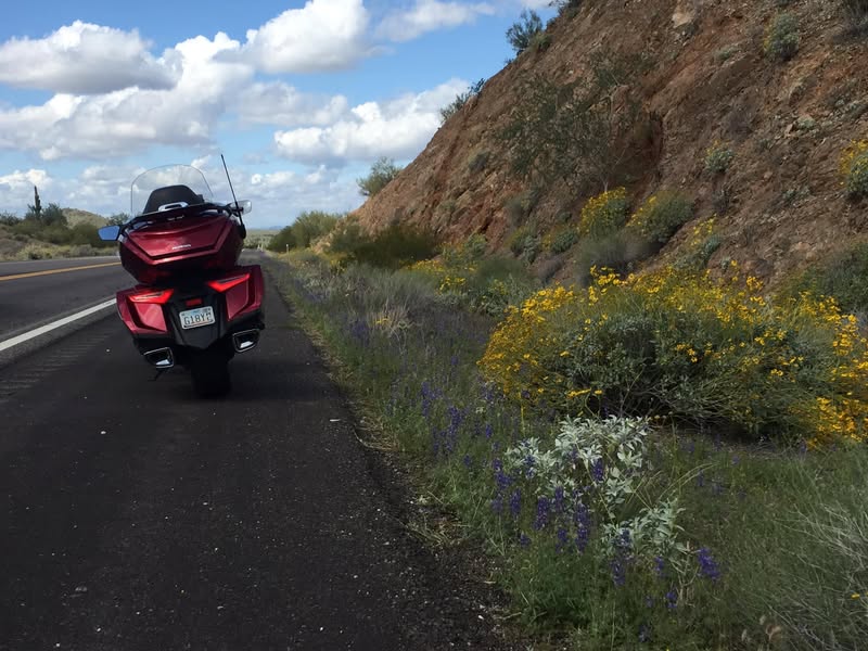 Why would an old man go chasing wildflowers?  Oh yeah, another reason to ride! 😊😎