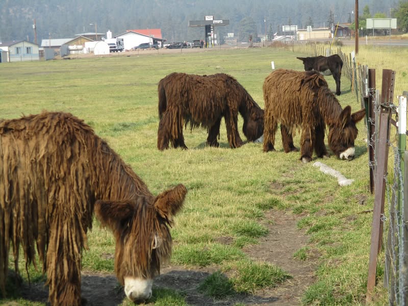 Yesterday Jim, Mike, and I rode the devils highway, aka the Coronado trail or Hwy 191. Lot's of fun, and a little reprieve from the intense heat we are still enduring here in the lowland! Total ride from start to finish was 640 miles.