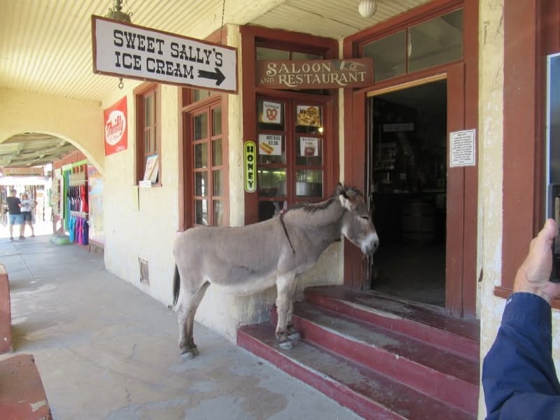 Fun day today. I was going to ride with the group, but I really wanted to see the little burro that Sherm had told me about in Oatman, AZ. A couple of my other friends also wanted to see him, so off we went.