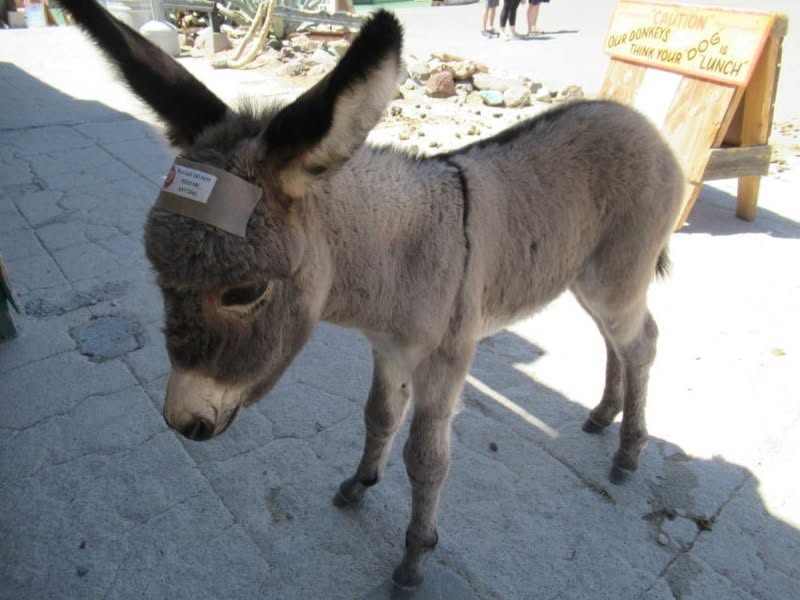 Fun day today. I was going to ride with the group, but I really wanted to see the little burro that Sherm had told me about in Oatman, AZ. A couple of my other friends also wanted to see him, so off we went.