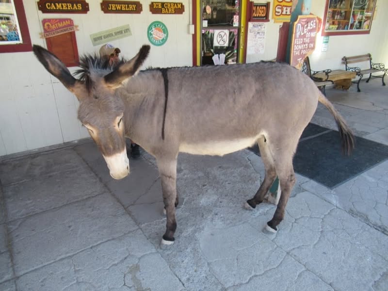 Fun day today. I was going to ride with the group, but I really wanted to see the little burro that Sherm had told me about in Oatman, AZ. A couple of my other friends also wanted to see him, so off we went.