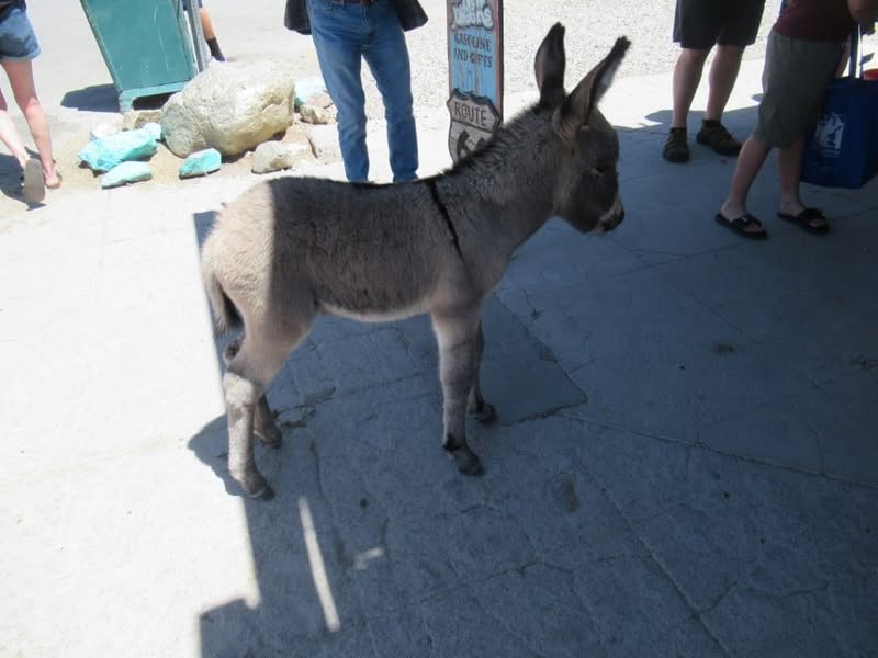 Fun day today. I was going to ride with the group, but I really wanted to see the little burro that Sherm had told me about in Oatman, AZ. A couple of my other friends also wanted to see him, so off we went.