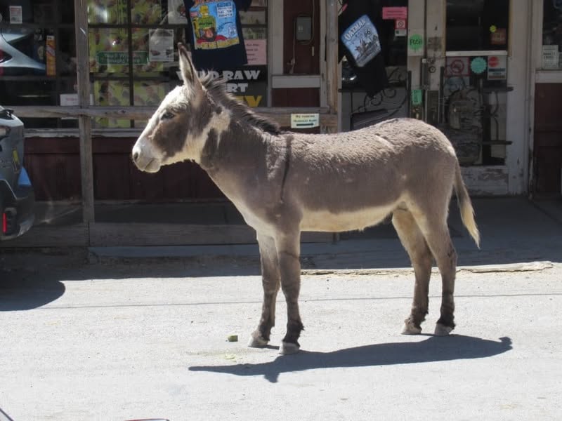 Fun day today. I was going to ride with the group, but I really wanted to see the little burro that Sherm had told me about in Oatman, AZ. A couple of my other friends also wanted to see him, so off we went.
