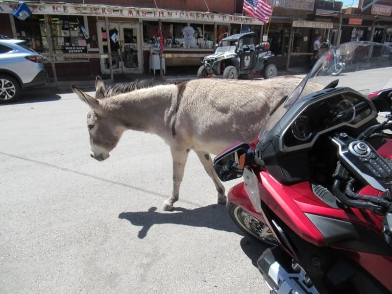 Fun day today. I was going to ride with the group, but I really wanted to see the little burro that Sherm had told me about in Oatman, AZ. A couple of my other friends also wanted to see him, so off we went.