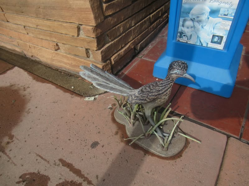 Mister road runner stood still the entire time it took me to snap his picture. He was still there po