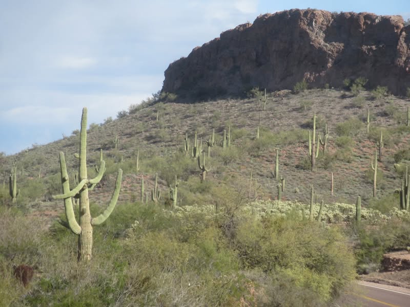 Mother natures saguaro orchestra even came with its own director.