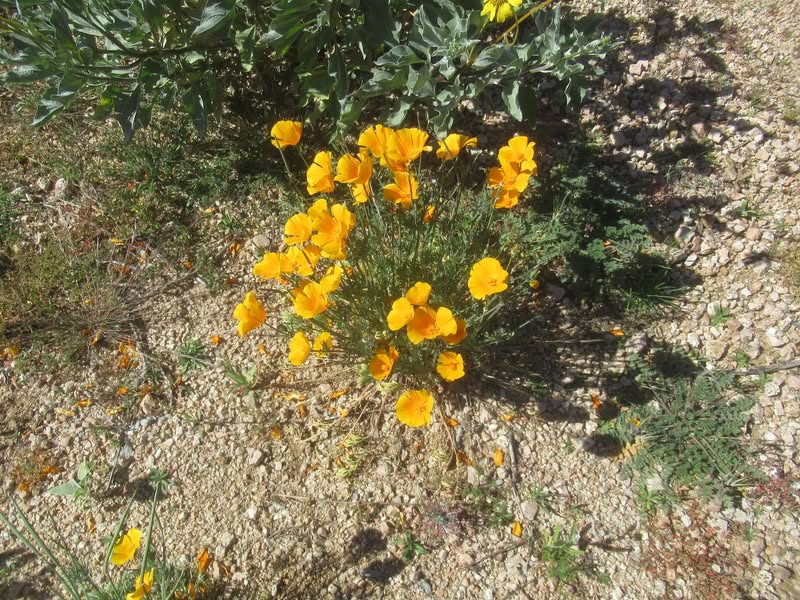 Even the California Poppies are brightening up the hillsides.