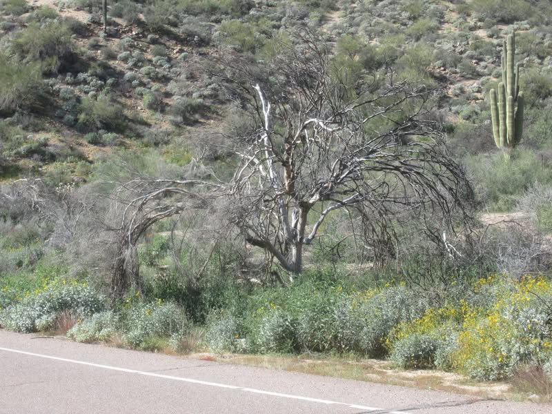 John wanted a picture of this tree. Said it had better bone structure than he has!!!