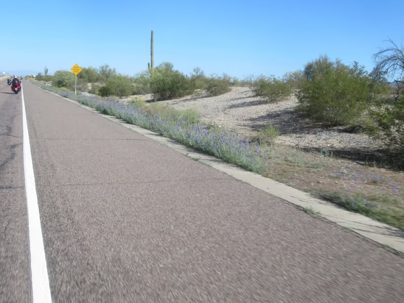 Pics of lupins with bikes on the side.