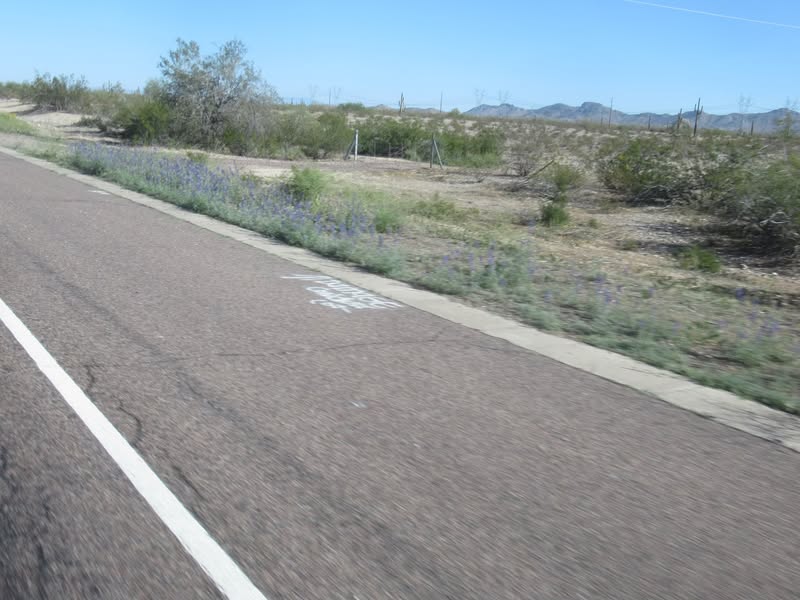 Pics of the lupins.
