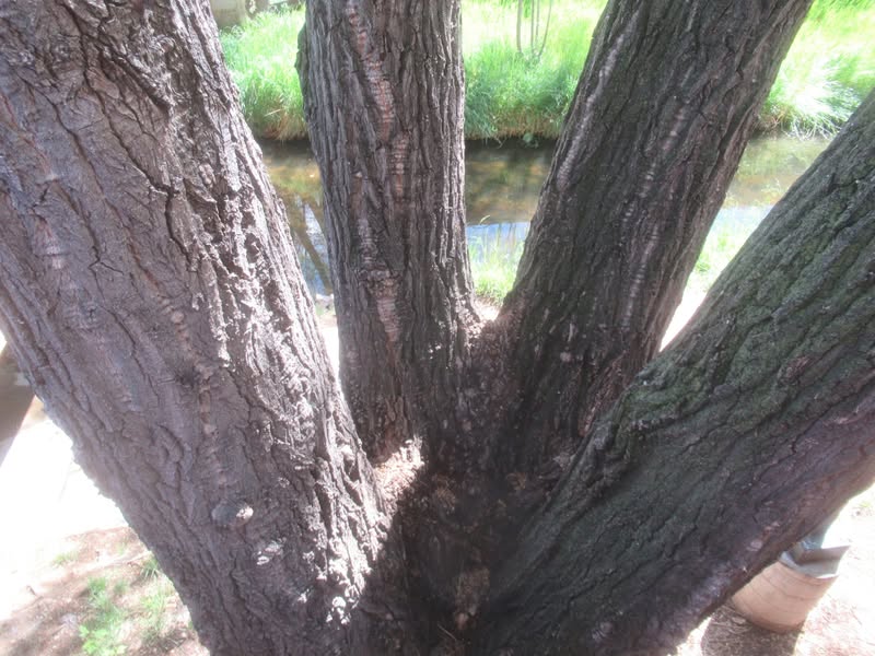 One trunk, four trees.