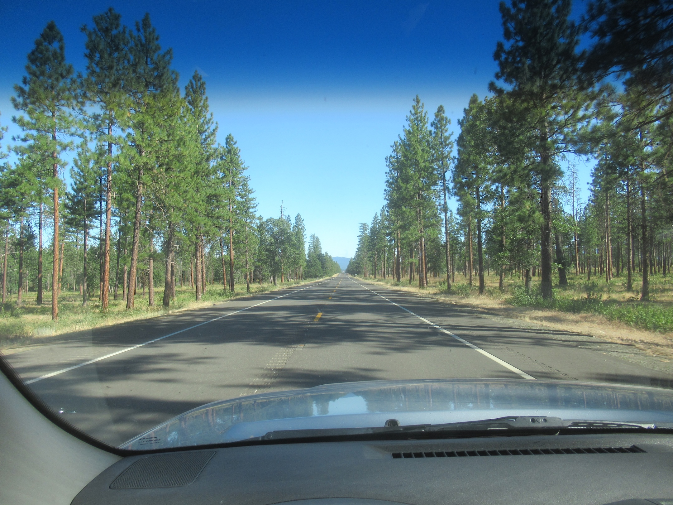 Pine forest lining the highway north of Susanville