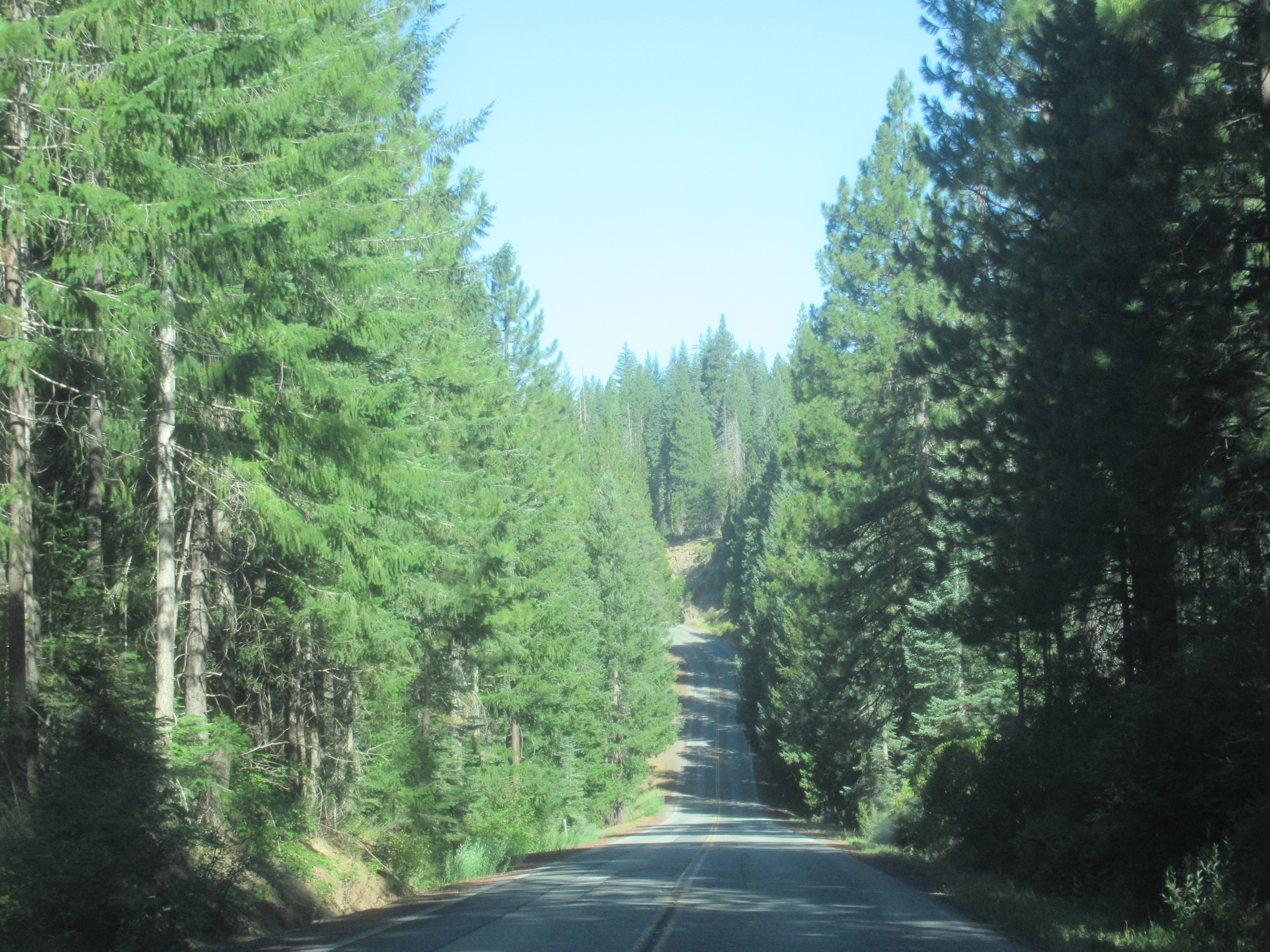 The forest road in the cooler mountain air